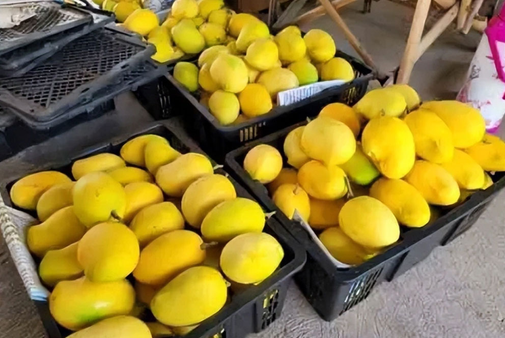 缅甸圣德龙芒果启动输华