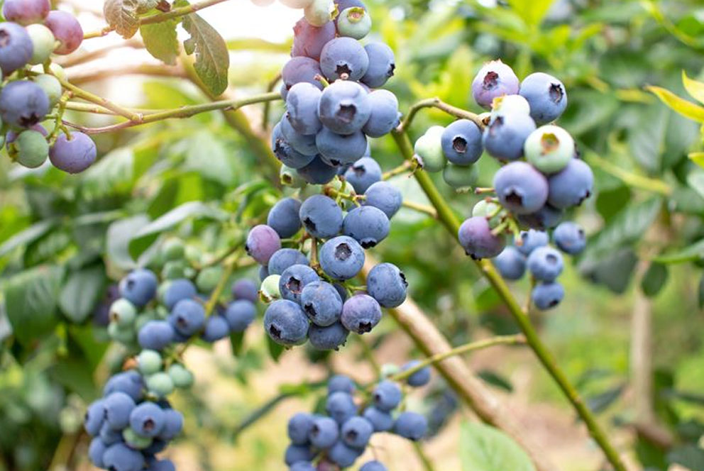 极早熟蓝莓新品种Moya发布  中国公司表现浓厚兴趣