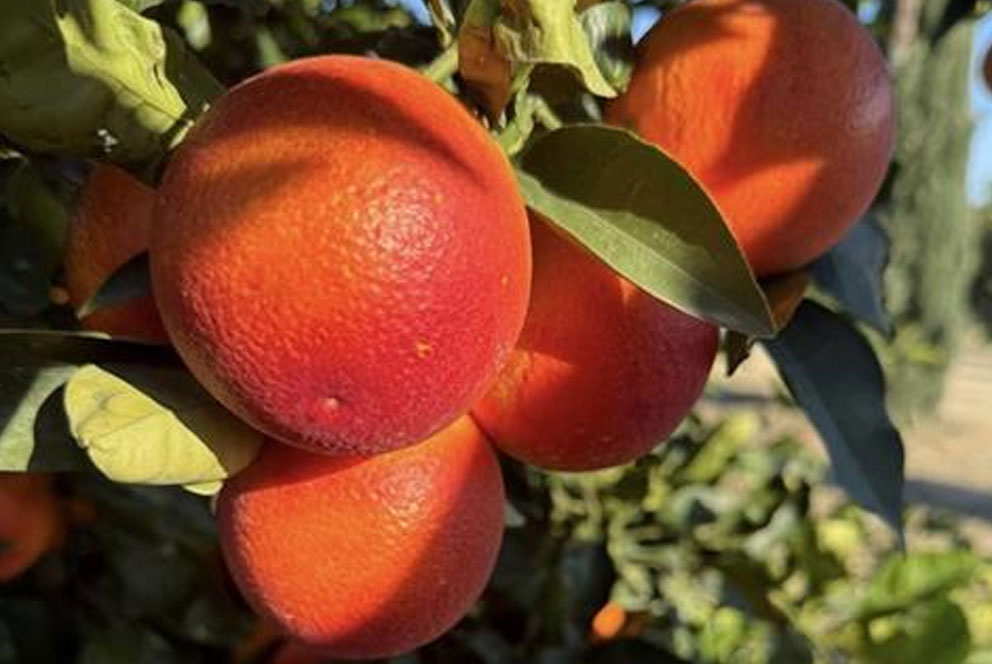 Unifrutti成功收购西西里血橙巨头  加速双半球全年供应布局