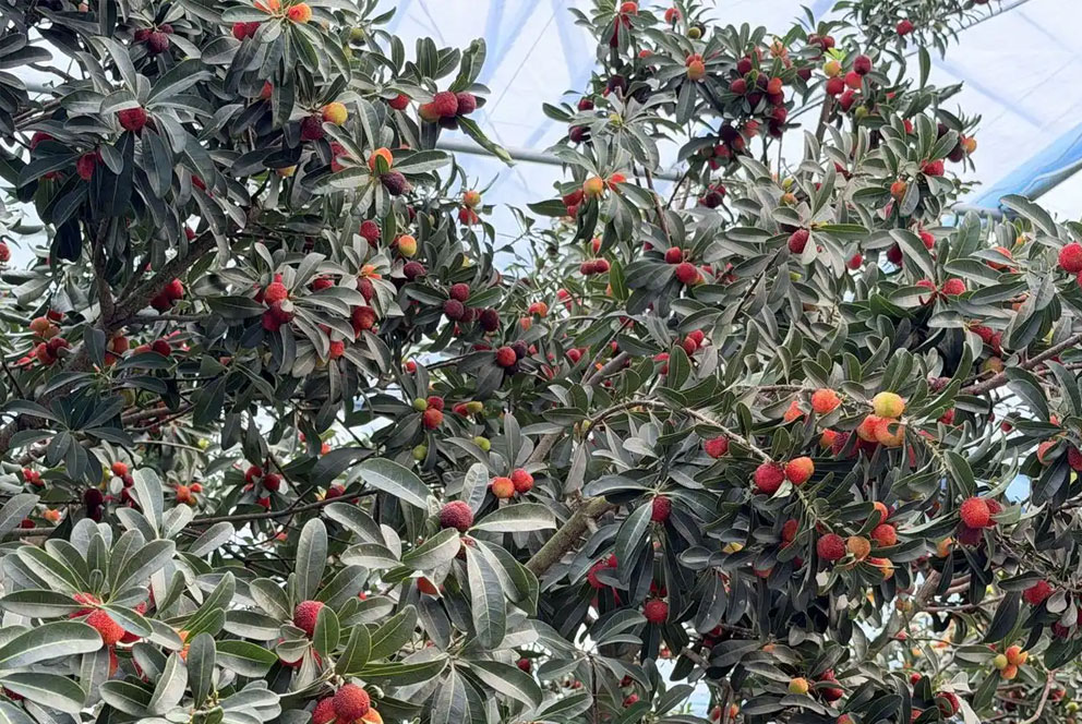 慈溪杨梅首次4月上市  售价高达每斤200元