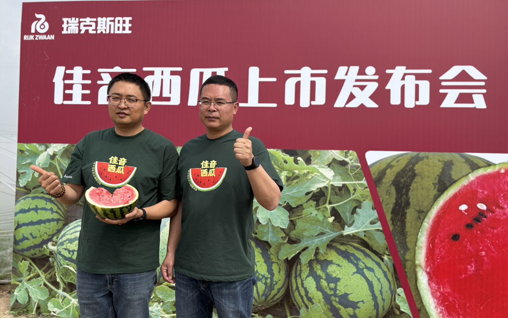 瑞克斯旺在华首款西瓜品种上市   “佳音”首秀市场溢价明显