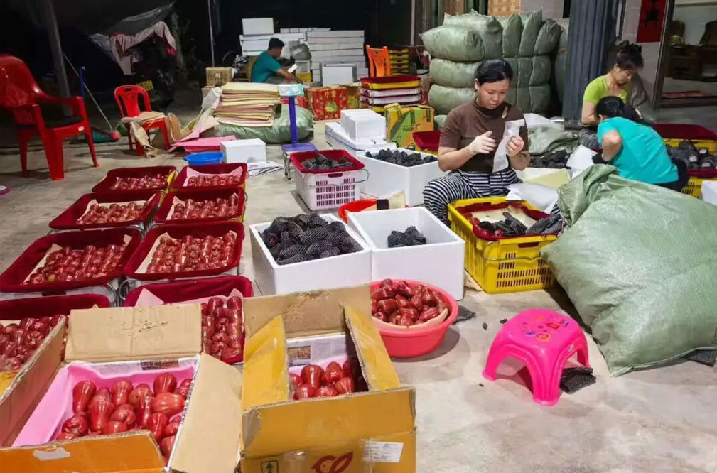 海南万宁莲雾首次出口加拿大  万富德水果外贸持续增长