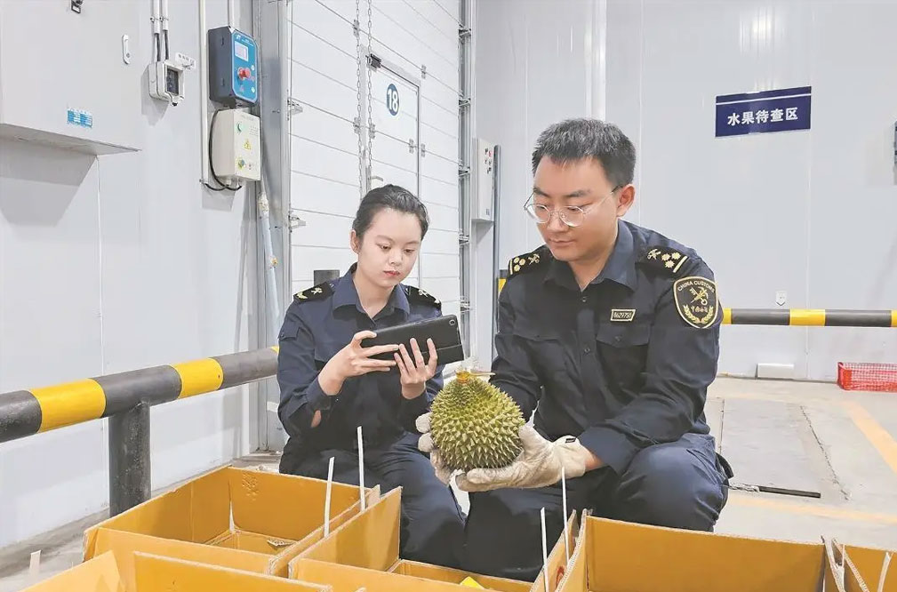 磨憨口岸榴莲进口增1.7倍 中老铁路助力48小时抵达各城市