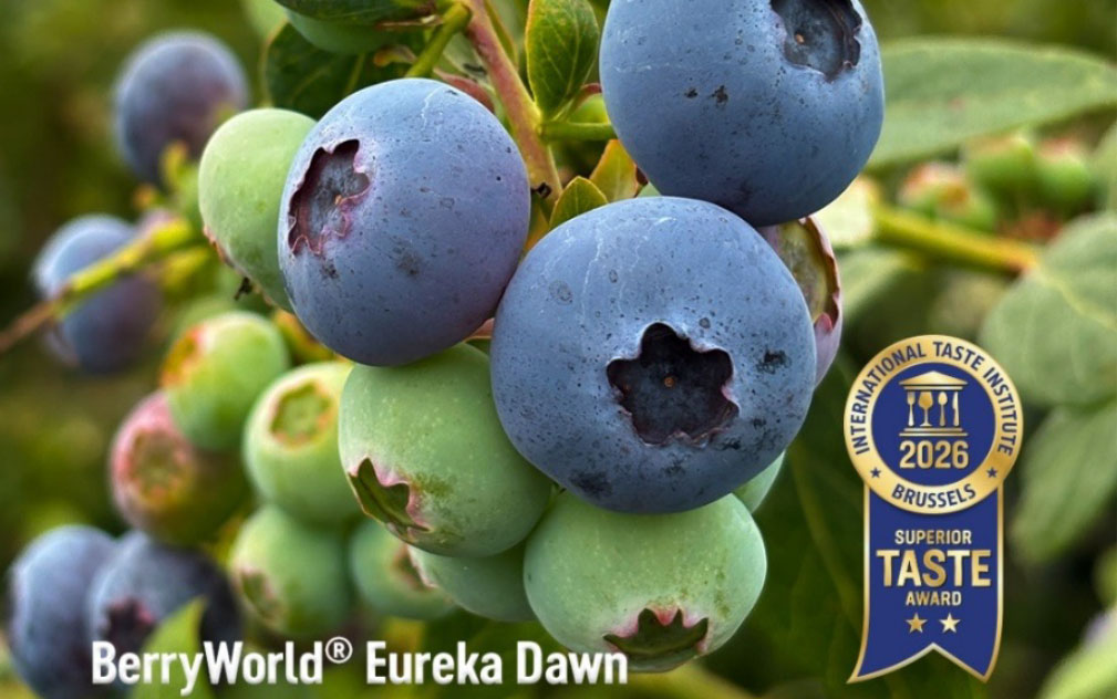 BerryWorld获MBO高端蓝莓品种中国全境授权  2027年开启商业化上市