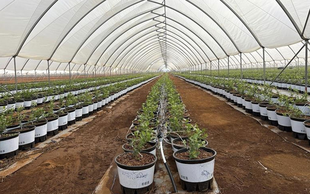 Agroberries布局老挝蓝莓种植  今年第四季度投产供应亚洲
