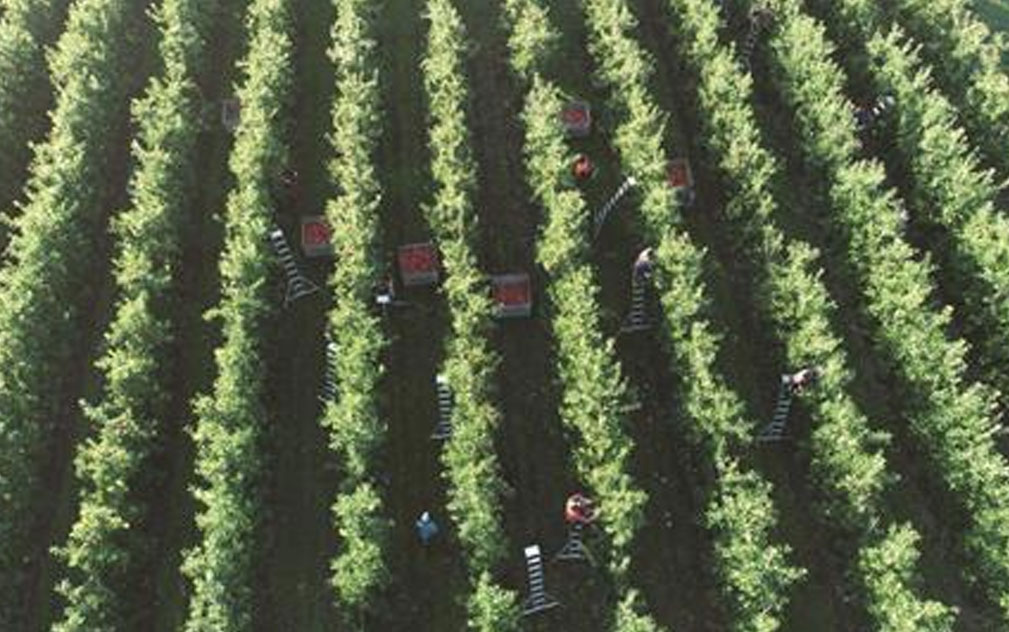 新西兰Kiwi Crunch子公司进入清算  Crasborn Fresh Harvest欠税超7000万元