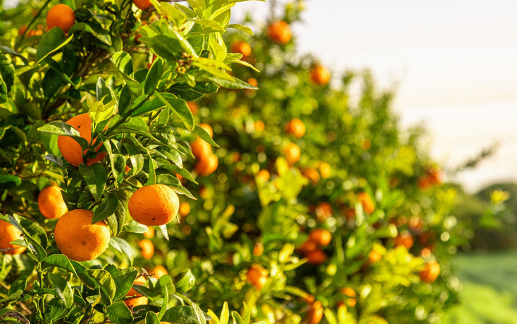 Redland Fruit亿元级农业资产出售升温  新西兰苹果先生参与竞购
