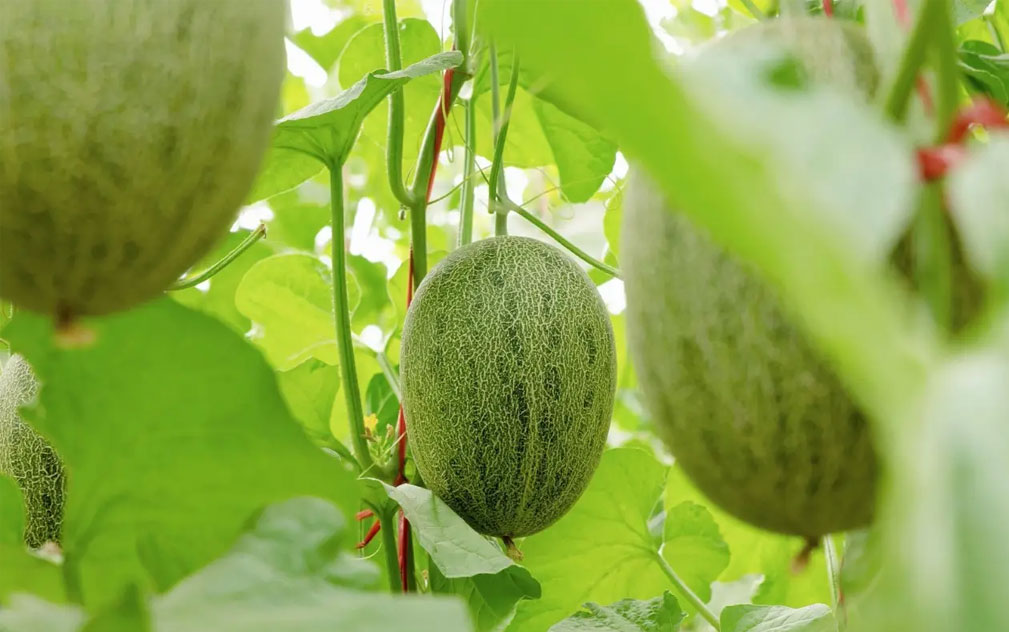 百果园发布招牌冰川脆蜜瓜“青帝”  已实现全年稳定供应