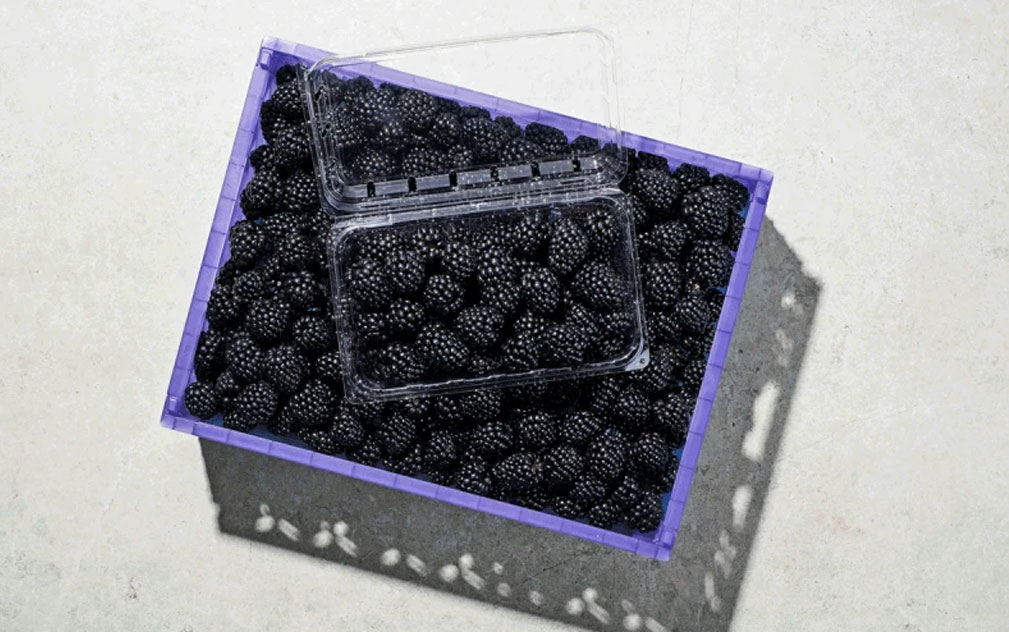 PSG发布“行业首款全能型”黑莓新品种