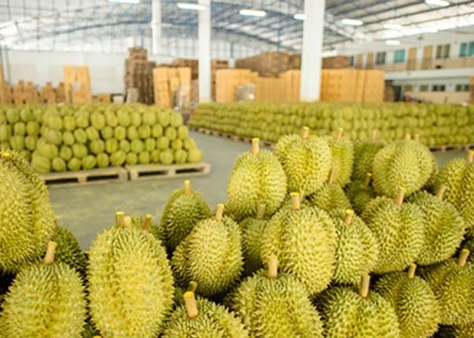 United Tropical Fruit猫山王、黑刺业务获“最佳榴莲苗圃大奖”