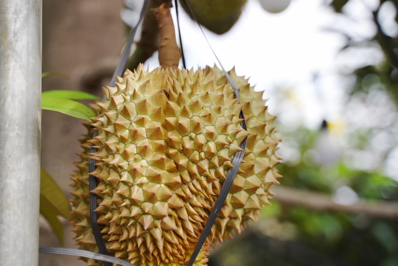 国产榴莲：云南新季首批鲜果集中采收上市
