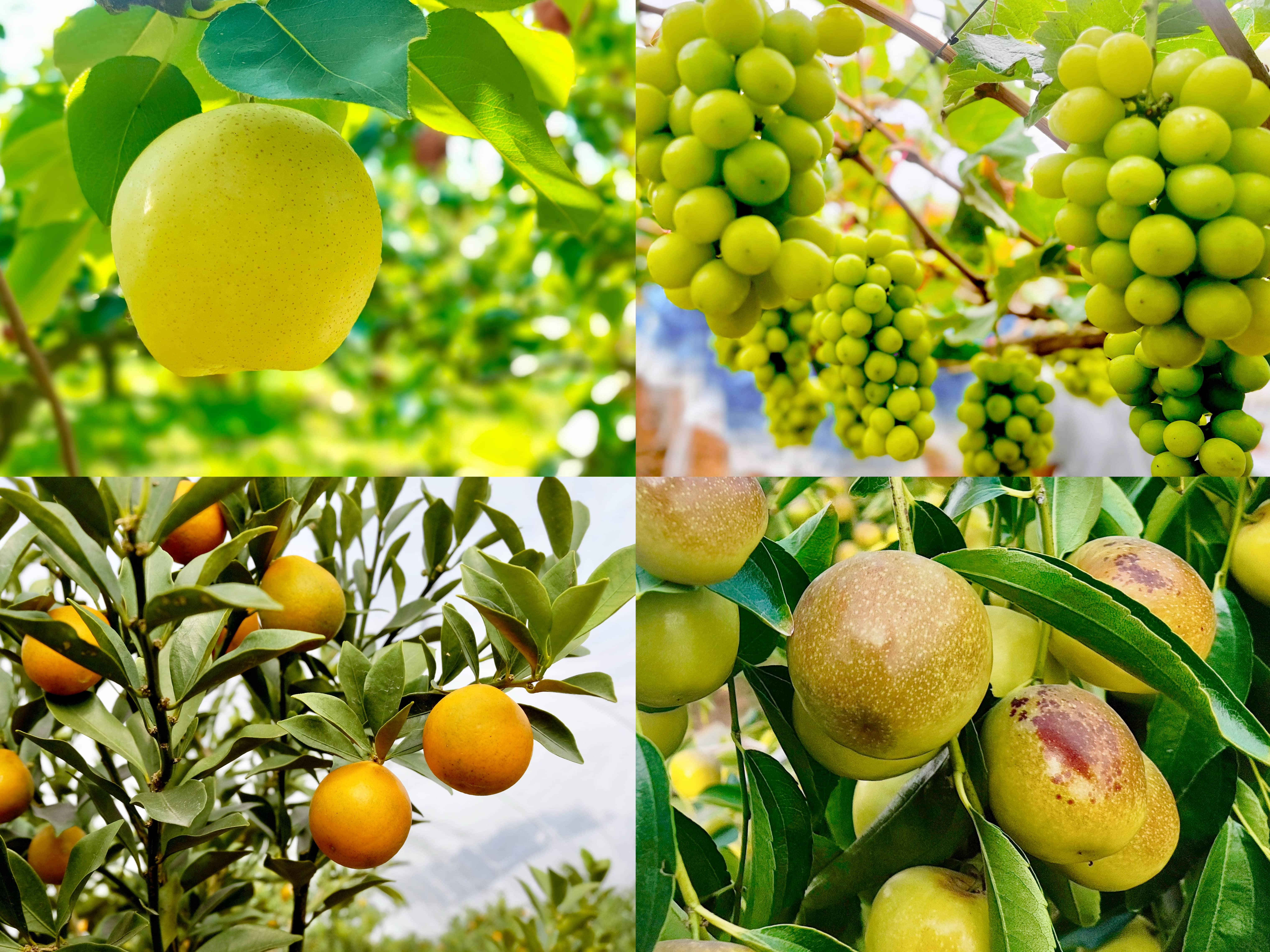 奕天壹携手沙特Francaise Food 开拓中国果蔬中东市场