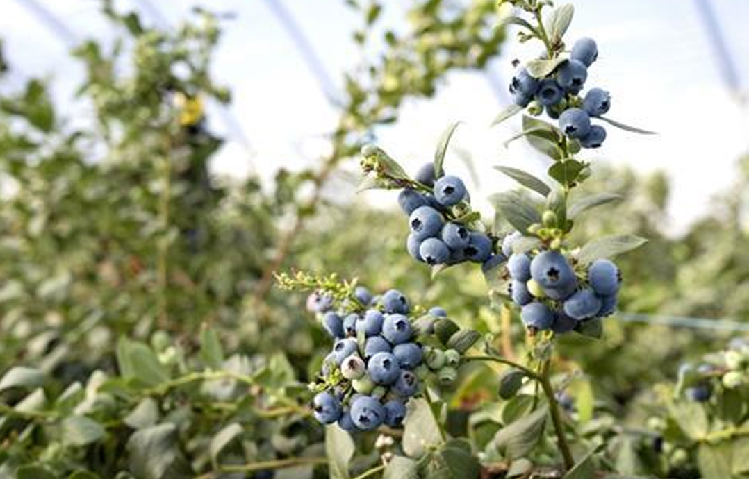 MBO“花香蓝莓”品种权诉讼在华获“里程碑性”胜利