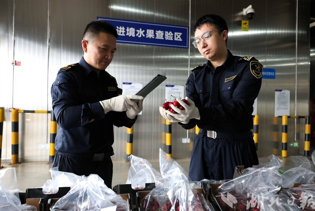 湖北机场迎来新季首批空运智利樱桃