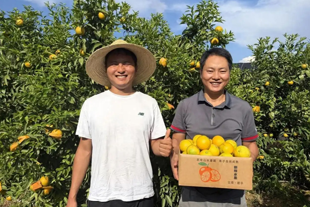 云南冰糖橙集中上市 顺丰定制化护航