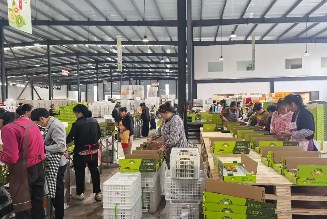 都江堰猕猴桃规模化出口东南亚